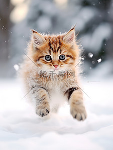 冬天的小猫雪中跳跃壁纸15素材