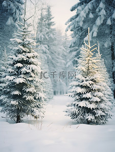 冬天松树背景图片_冬天松树雪景大雪1图片