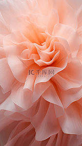 情人节鲜花背景图片_柔和桃色渐变半透明玫瑰花背景