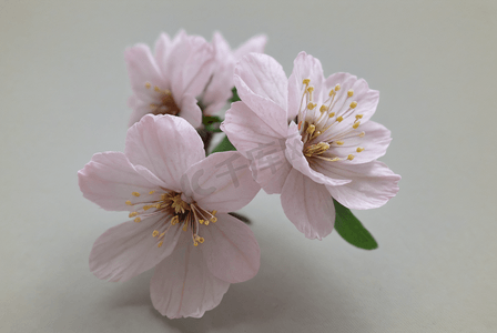 春天立春粉色桃花盛开图片4