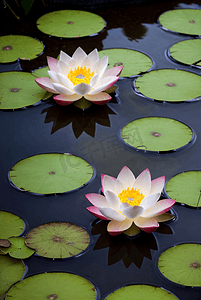 夏日池塘里的荷花盛开着鲜艳花朵图99高清图片