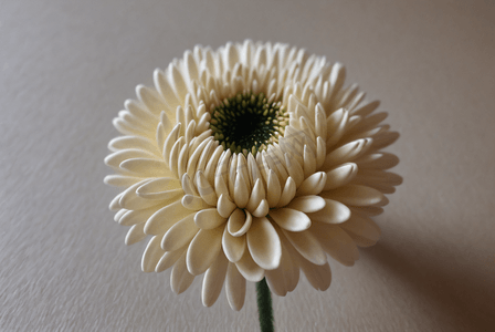 一朵菊花摄影照片_一朵盛开的白菊花高清图片1