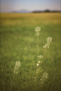 春天草地上的野草野花图片32