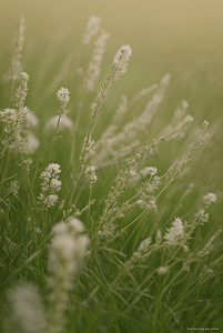 野草野花摄影照片_春天草地上的野草野花图片