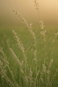 春天草地上的野草野花图片39