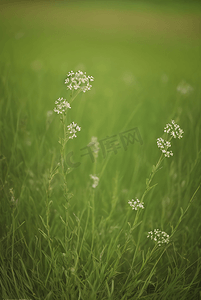 春天草地上的野草野花图片33