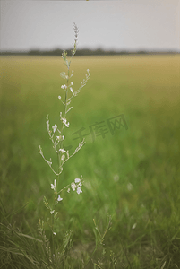 春天草地上的野草野花图片24