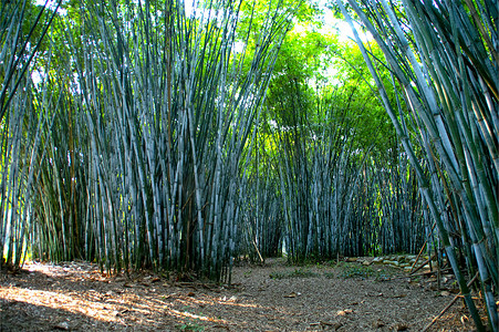 春季翠绿的竹子竹林高清图片