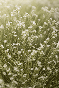 春天草地上的野草野花图片3