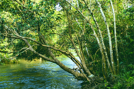 茂密的森林中的河流高清图片