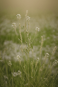春天草地上的野草野花图片
