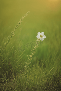 春天草地上的野草野花图片30