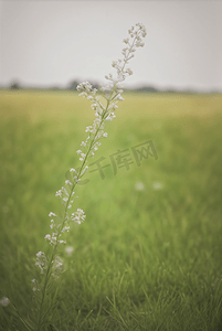 春天草地上的野草野花图片33