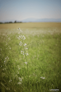 野草野花摄影照片_春天草地上的野草野花图片4