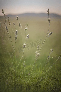 春天草地上的野草野花图片37