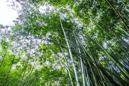 植物竹子竹林竹叶自然风光