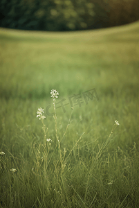 春天草地上的野草野花图片32