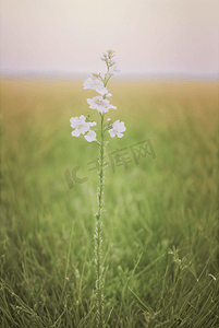 春天草地上的野草野花图片36