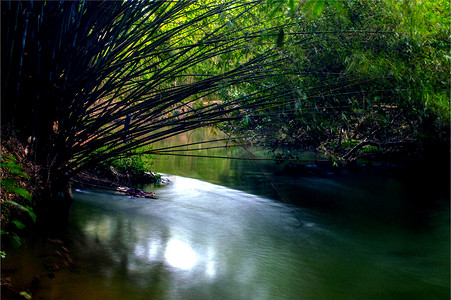 河流旁竹子竹林高清图片
