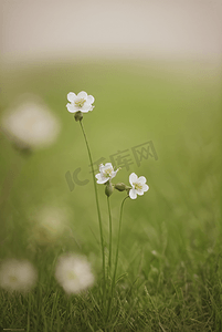 春天草地上的野草野花图片31