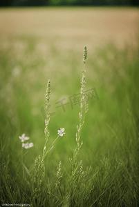春天草地上的野草野花图片2