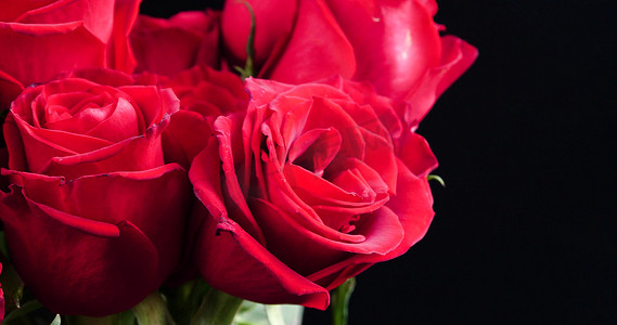 玫瑰花红玫瑰新鲜花朵广告素材