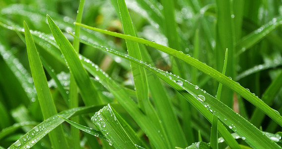 春天草地雨中草地植物绿植小草空境春分
