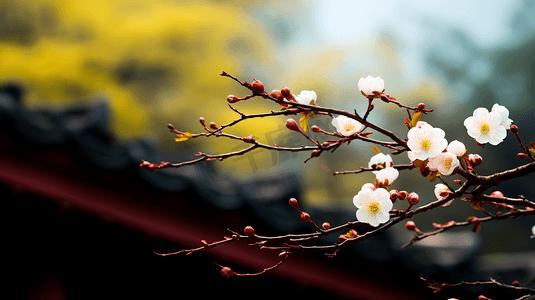 盛开的白腊梅花朵植物摄影图冬天冬季