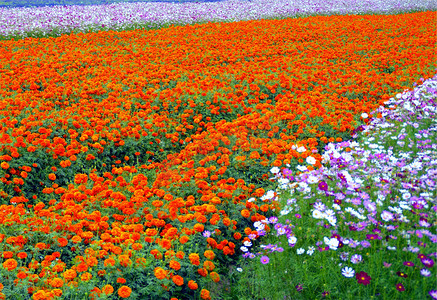 一大遍菊花花田