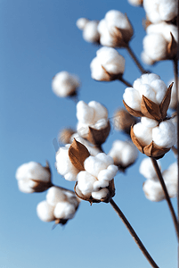 秋季成熟棉花图片24