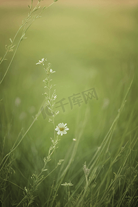 春天开着白色小花的绿色草地图29照片