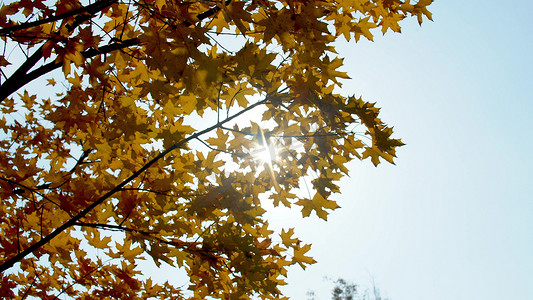 逆光树林摄影照片_实拍秋天枫叶树林透光