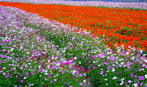 一大遍菊花花田