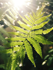 阳光蕨类叶子植物设计