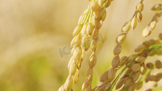 东北丰收摄影照片_金色小麦水稻农作物成熟特写