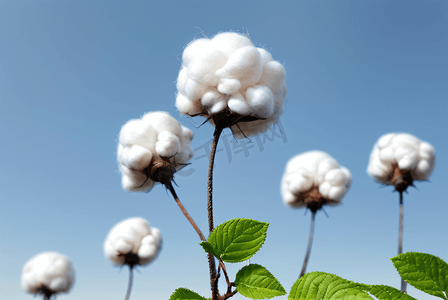 秋季白色的成熟棉花图片24