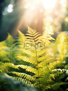 阳光蕨类叶子植物背景图片