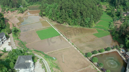 航拍农村农田水稻种植农业农村经济
