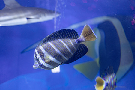 鱼群摄影照片_水族馆海洋动物鱼类