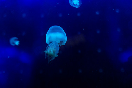 鱼群摄影照片_水族馆海洋馆海洋动物鱼类蓝色水母深海鱼高清图片