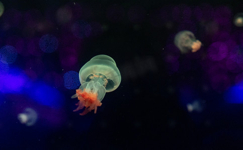 水族馆海洋动物鱼类水母热带海洋生物游动