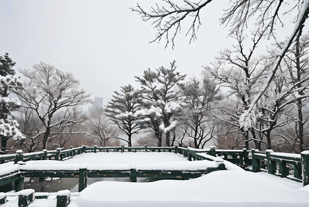 下雪梅花摄影照片_寒冷冬季庭院里的积雪摄影照片3
