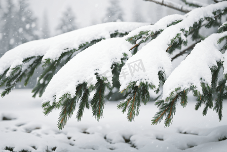 寒冷冬季松树树枝积雪图10高清图片