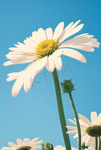 阳光下盛开的清新小雏菊摄影图2