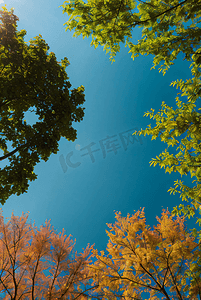 春天大自然绿色树叶仰拍摄影图2