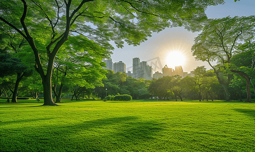 阳光下的城市公园美景