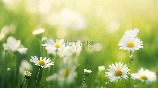 春天里绿色草坪上小雏菊开放的背景图45