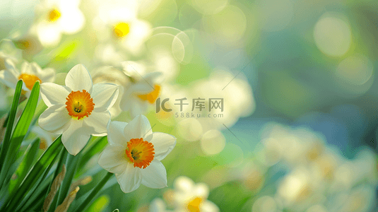 阳光桃花背景图片_春天公园里树枝上小花绽放的背景图13