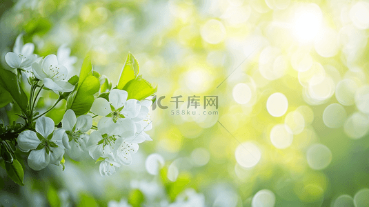 阳光背景图片_春天公园里树枝上小花绽放的背景图9