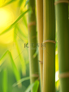 阳光背景图片_春天森林山上绿色竹子的背景图3